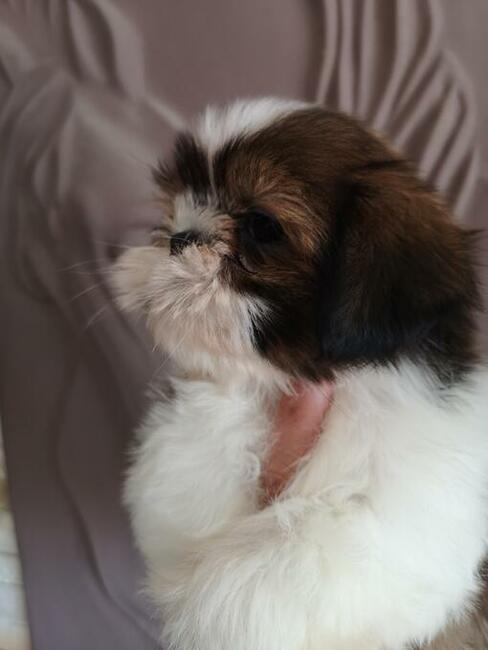 Szczenięta rasy SHIH TZU ** SUCZKI**PIESKI **