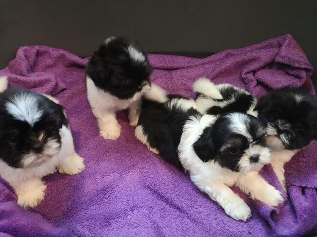 Szczenięta rasy SHIH TZU ** SUCZKI**PIESKI **