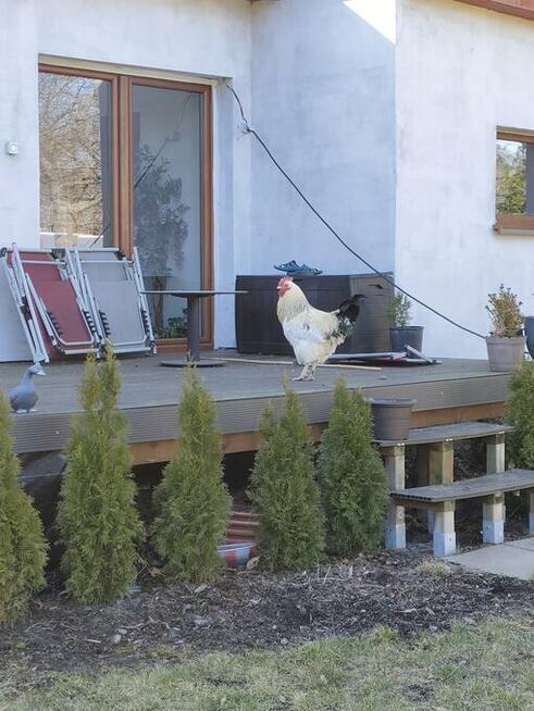 2 Domy nad stawem 30 km od Kolobrzegu