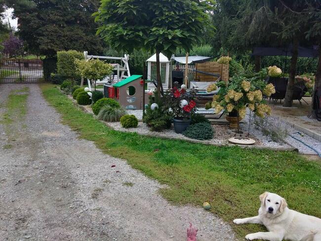 DOM z pięknym, dużym ogrodem- 27 arowa działka koło lasu