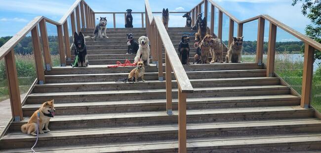 Szkolenie psów Kielce