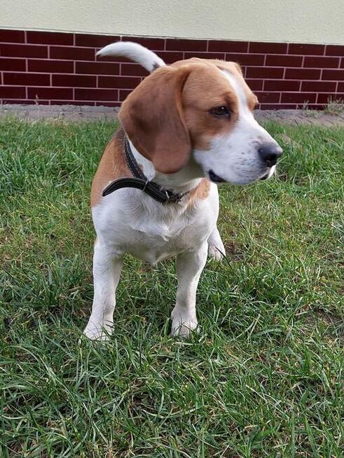 Beagle trikolor pięknie umaszczony – reproduktor.