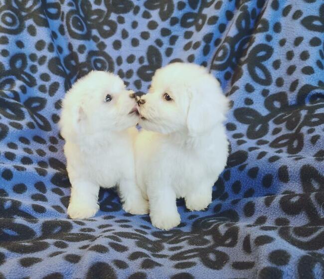 MINI Maltańczyk - szczenięta Pieski Suczki