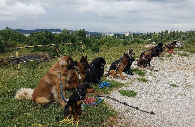 Szkolenie psów Kielce