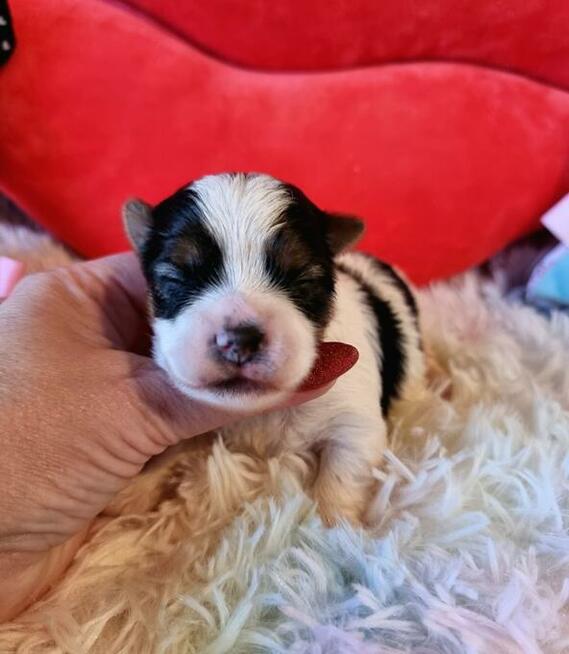 Urocze maluchy Yorkshire Terrier Biewer Golddust Carrier