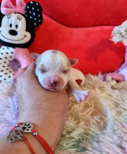 Urocze maluchy Yorkshire Terrier Biewer Golddust Carrier