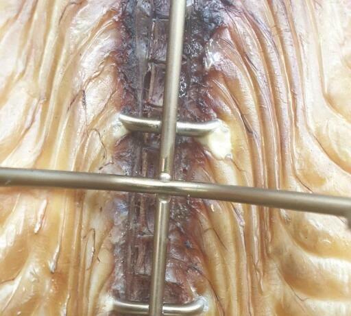 Hak Haki Do Wędzenia DUŻYCH RYB Udźwig 9 kg 3 sztuki