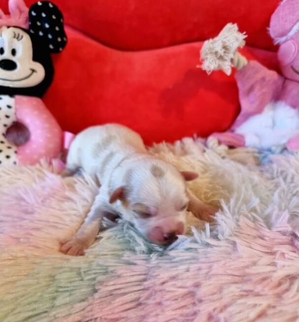 Urocze maluchy Yorkshire Terrier Biewer Golddust Carrier