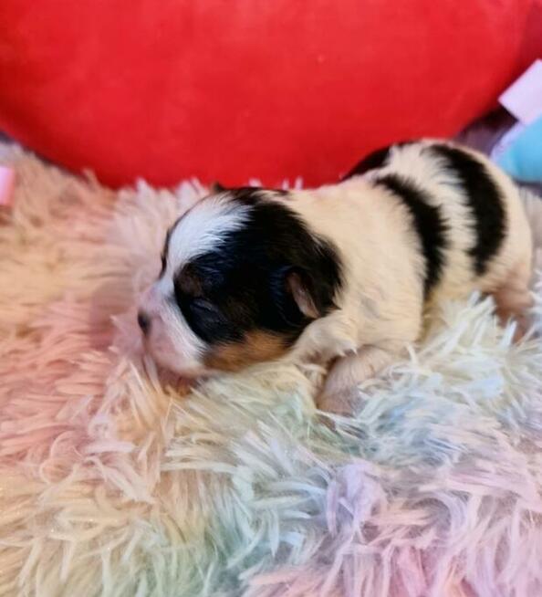 Urocze maluchy Yorkshire Terrier Biewer Golddust Carrier