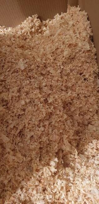 Trociny gla świnek morskich 5 zł