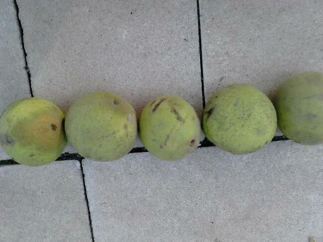 Orzech cały i łuskany