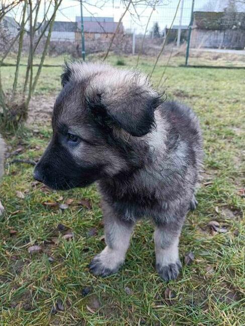 Owczarek staroniemiecki długowłosy wilczasty