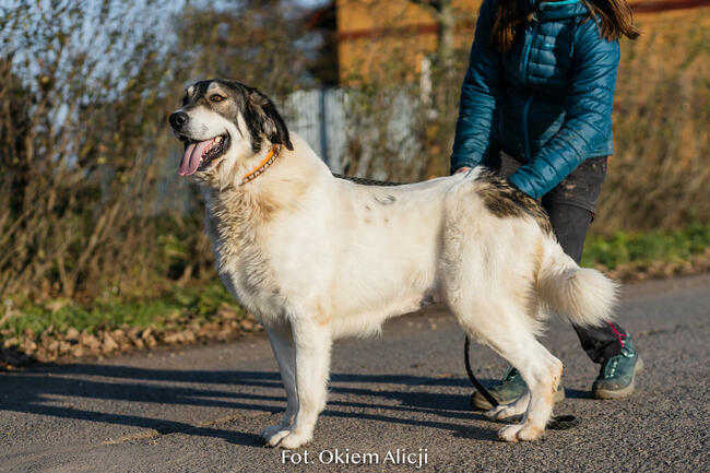 Corina_energiczna, radosna.