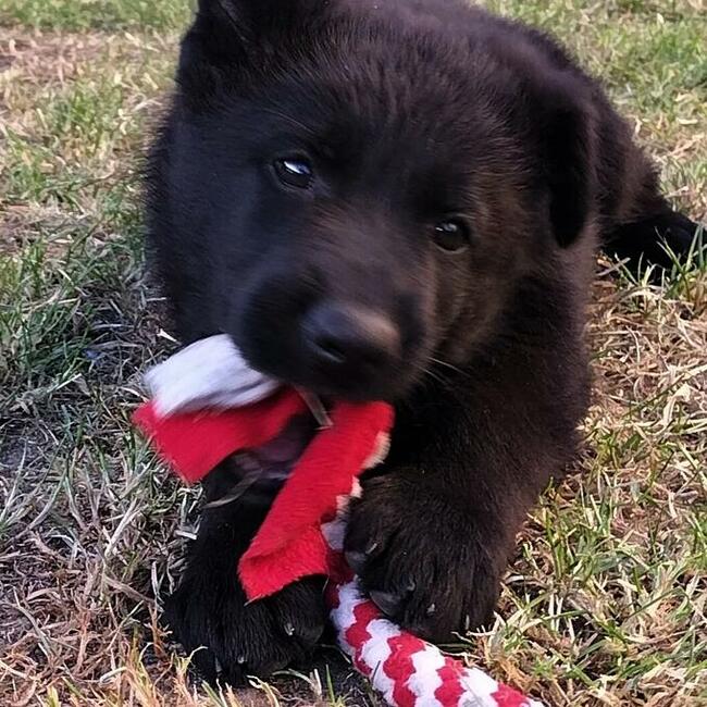 Owczarek niemiecki czarny rodowód FCI szczenięta