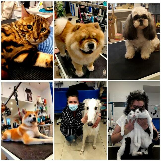 Salon Pielęgnacji psów i kotów HauMiał