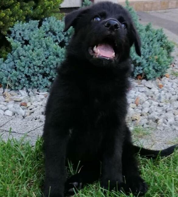 Owczarek niemiecki czarny rodowód FCI szczenięta