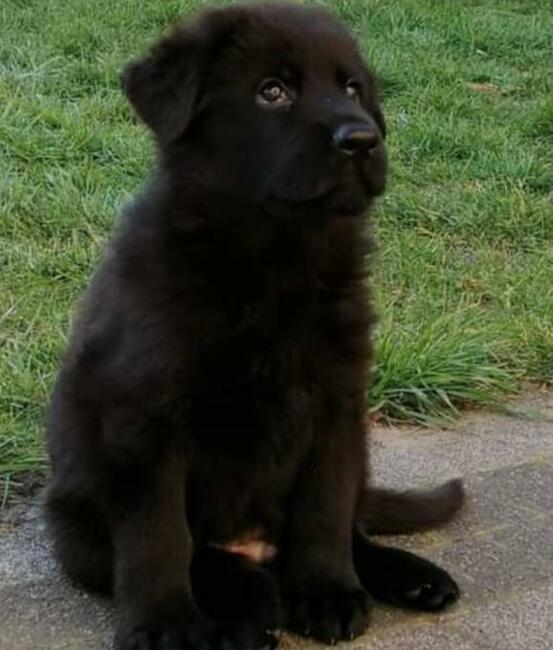 Owczarek niemiecki czarny rodowód FCI szczenięta