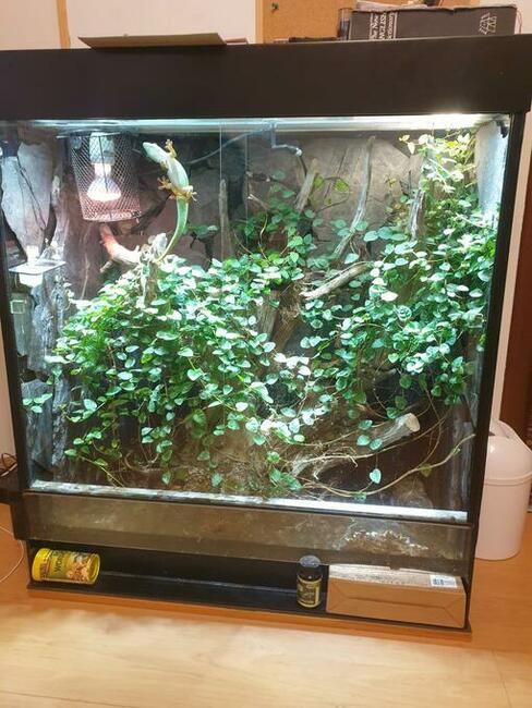 terrarium tropikalne felsuma gada piękne