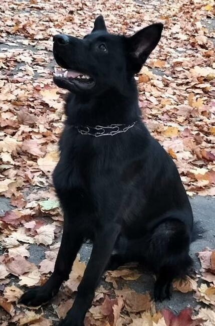 Owczarek niemiecki czarny rodowód FCI szczenięta