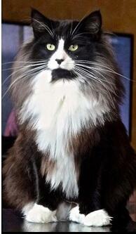 Salon pielęgnacji kotów Hau-Miał Zaprasza.