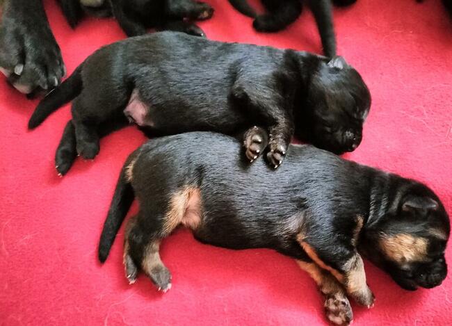 Owczarek niemiecki czarny rodowód FCI szczenięta