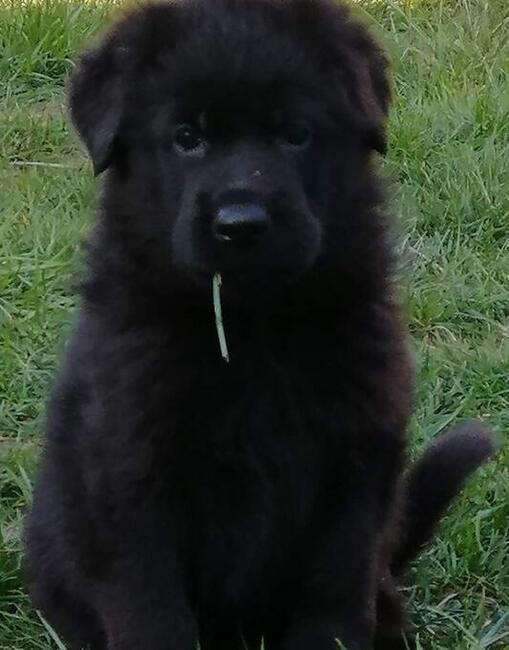 Owczarek niemiecki czarny rodowód FCI szczenięta