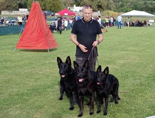 Owczarek niemiecki czarny rodowód FCI szczenięta