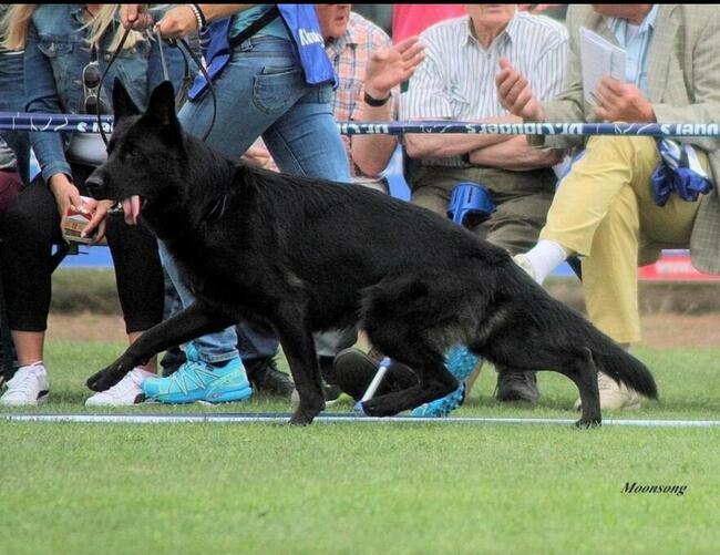 Owczarek niemiecki czarny rodowód FCI szczenięta