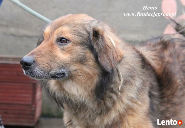 Henio - pokrzywdzony pies