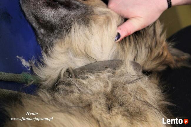 Henio - pokrzywdzony pies