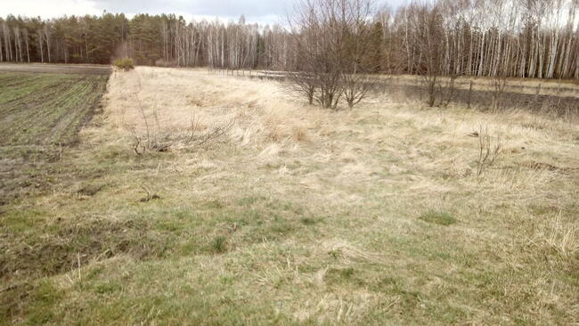 DZIAŁKA ROLNA, INWESTYCYJNA. CZEREMCHA-WIEŚ.