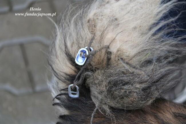 Henio - pokrzywdzony pies