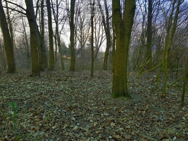 Działka leśna Kocianów gm. Poniatowa