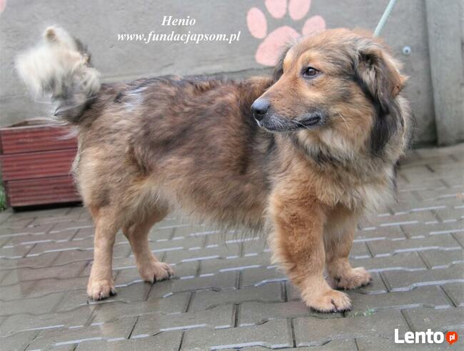 Henio - pokrzywdzony pies