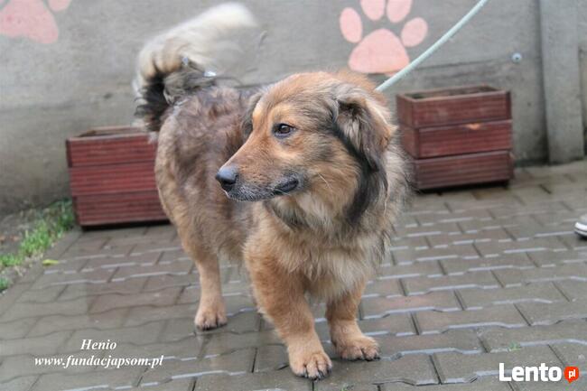 Henio - pokrzywdzony pies