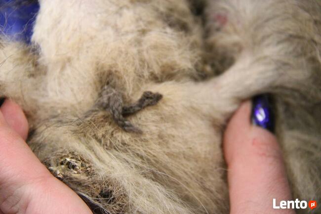 Henio - pokrzywdzony pies