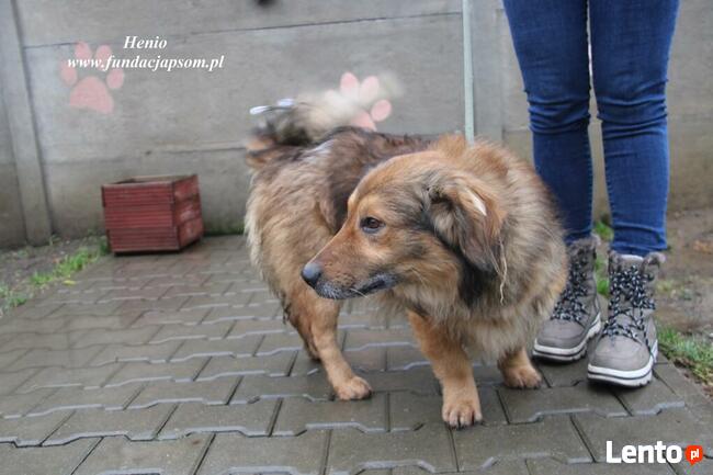 Henio - pokrzywdzony pies