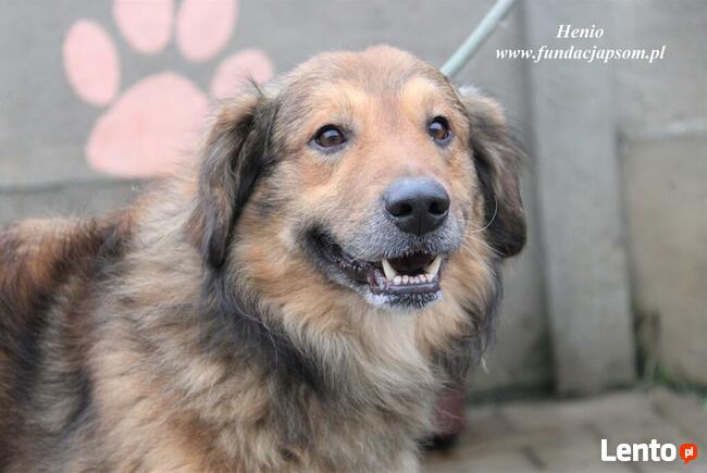 Henio - pokrzywdzony pies