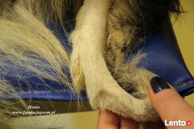 Henio - pokrzywdzony pies