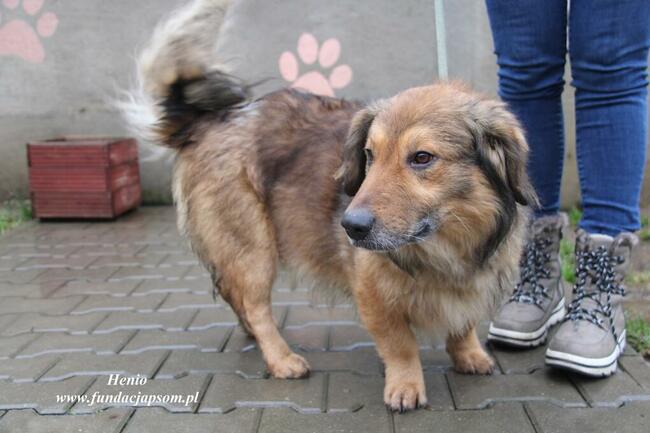 Henio - pokrzywdzony pies
