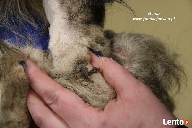 Henio - pokrzywdzony pies