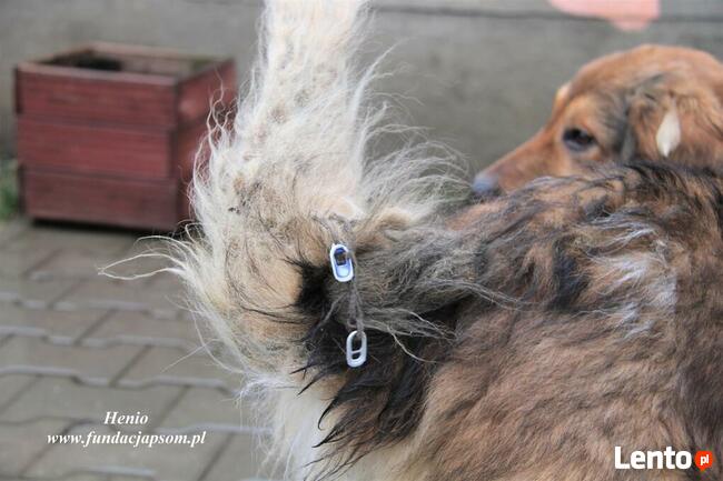 Henio - pokrzywdzony pies