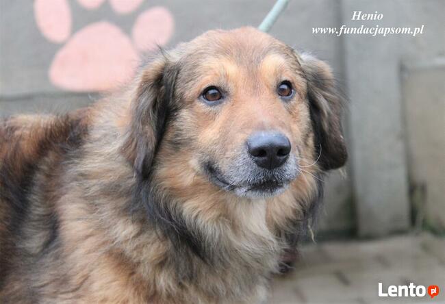 Henio - pokrzywdzony pies