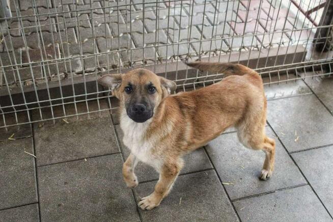 Trzech 6 miesięcznych chłopaków do pokochania!