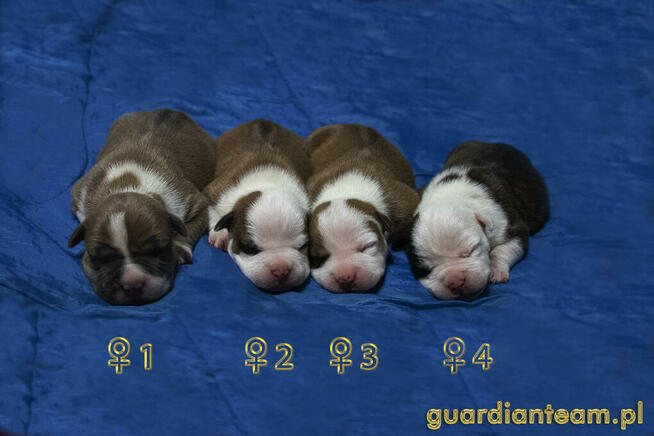 Czekamy na szczeniaczki! AMSTAFF rod ZKwP / FCI