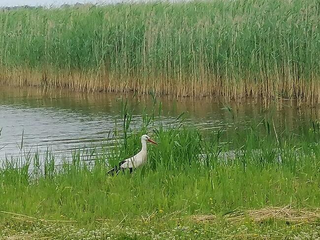 Domek Okoń nad jeziorem Sasek Wielki koło Szczytna mazury