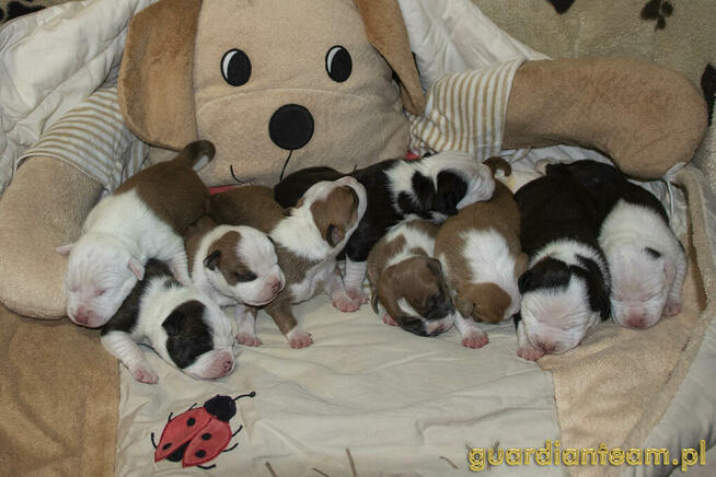 Czekamy na szczeniaczki! AMSTAFF rod ZKwP / FCI