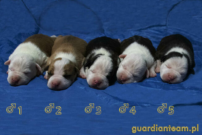 Czekamy na szczeniaczki! AMSTAFF rod ZKwP / FCI