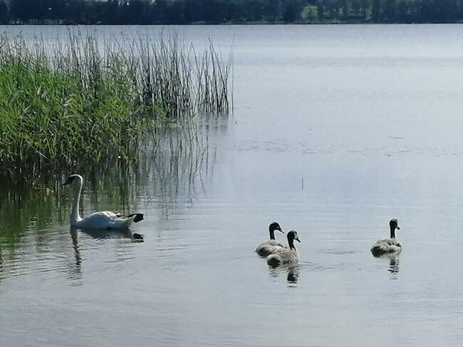 Domek Borsuk w lesie nad jeziorem Sasek Wielki Nocleg Mazury