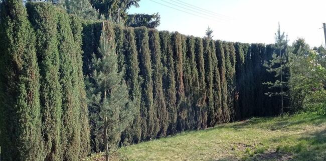 Sprzedam Działkę ROD Sierosław III